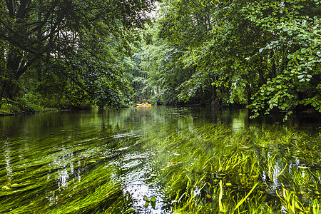 波兰罗斯普达河上的凯亚克独木舟木头荒野旅行运动员环境流动运动植物群娱乐图片