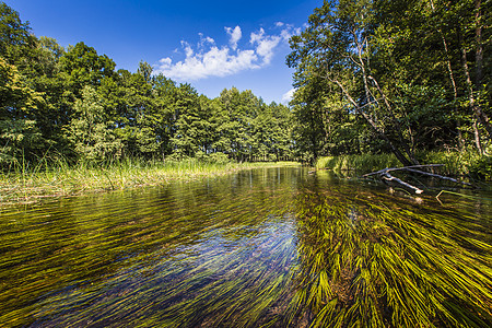 波兰黑汉查河上的凯亚克荒野运动植物群木头独木舟跑步旅行假期森林运动员图片