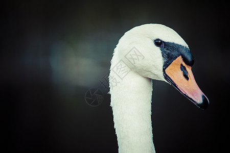 收紧天鹅头的眼神荒野动物群野生动物优美黑色白色眼睛鸟类脖子橙子图片