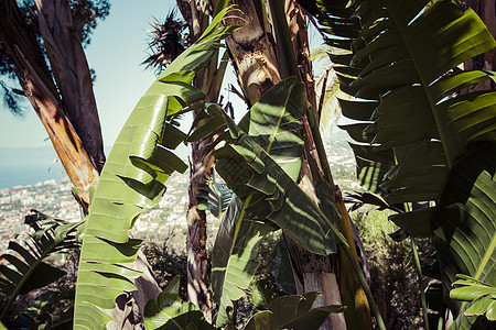 马德拉岛的农业种植园 农庄旅行植物学水果培育丛林商业食物棕榈异国农场图片