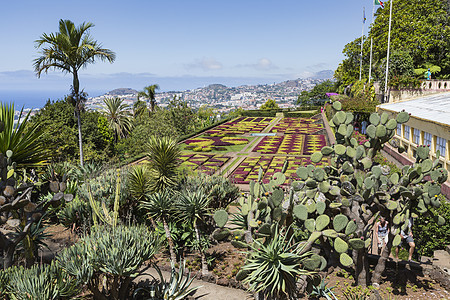 马德拉伊兰Funchal镇著名的热带植物园晴天天堂棕榈蓝色植物树叶花园植物学衬套胡同图片