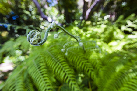 模糊背景中蕨类植物的鲜绿叶子热带园艺植物学森林花园植物群植被生长环境生物学图片