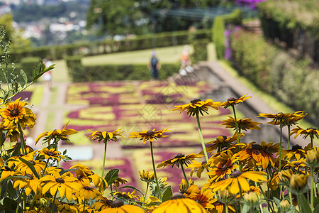 马德拉伊兰Funchal镇著名的热带植物园异国太阳胡同衬套天空天堂长椅植物蓝色情调图片