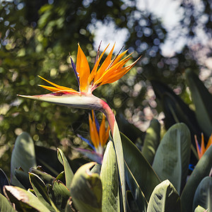 斯特雷利齐亚瑞金娜 天堂之鸟芦苇植物叶子热带后院紫色橙子起重机奶油植物群图片