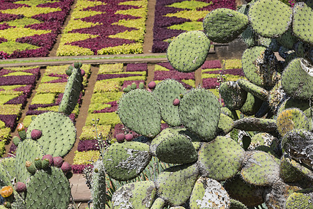 马德拉伊兰Funchal镇著名的热带植物园植物学花园小路植物群树叶情调衬套天堂植物天空图片
