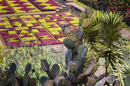 马德拉伊兰Funchal镇著名的热带植物园天空棕榈花园胡同植物群蓝色公园植物学情调长椅图片