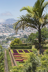 马德拉伊兰Funchal镇著名的热带植物园胡同植物天空情调太阳异国天堂植物学花园公园图片