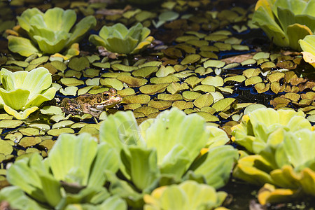 湿地绿青蛙野生动物林蛙摄影栖息地日志动物池塘公园绿色河岸图片