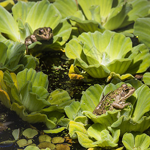 湿地绿青蛙公园荒野百合照片花瓣池塘季节反射植物蟾蜍图片