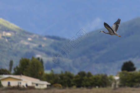 蓝色大海绵飞翔豪瑟苍蝇白鹭羽毛支撑湿地荒野池塘翅膀野生动物图片