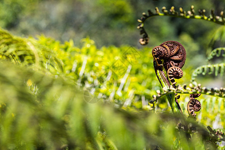 新西兰的标志之一 即特写环境国家植物旅行叶子螺旋生长植物学蕨类衬套图片