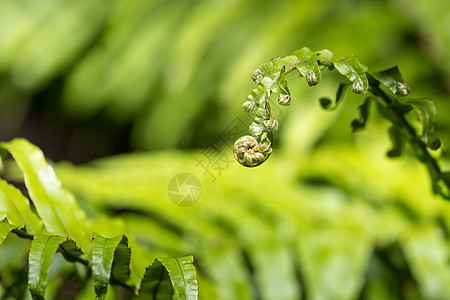 新西兰的标志之一 即特写叶子森林植物学雨林生活螺旋新生活生物学蕨类旅行图片