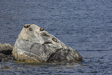 菲尔悬崖岩石生活野生动物旅游公园荒野动物睡眠生态图片