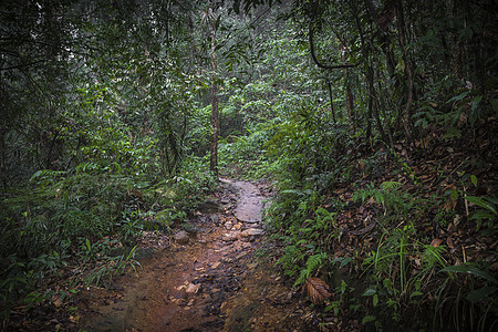 丛林之路 斯里兰卡的辛哈拉亚雨林人行道戏剧性野生动物植被太阳光日出叶子衬套丛林薄雾图片