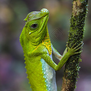 斯里兰卡Singharaja森林树枝绿色变色素图片