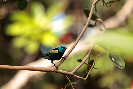蓝色颈部刺青 科学上称为唐加拉氰化硅羽毛翅膀鸟类图片