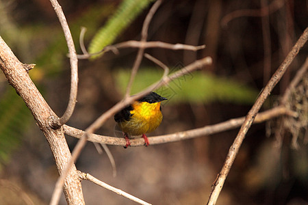 金色项圈马纳金 被称为马纳库斯鸟类翅膀荒野羽毛图片