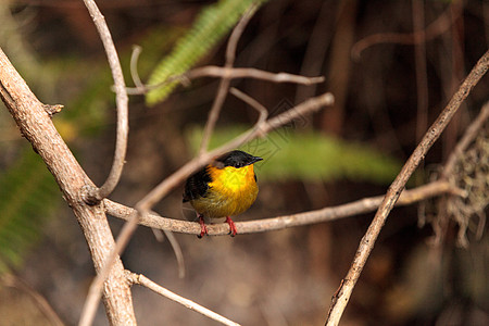 金色项圈马纳金 被称为马纳库斯羽毛荒野翅膀鸟类图片