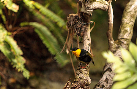 金色项圈马纳金 被称为马纳库斯羽毛翅膀鸟类荒野图片
