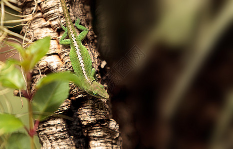 绿色Anole 科学上称为疱疹蜥蜴蜥蜴人变色龙爬虫图片