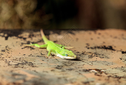 绿色Anole 科学上称为疱疹蜥蜴人变色龙蜥蜴爬虫图片