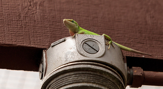 绿色Anole 科学上称为蜥蜴人变色龙疱疹蜥蜴爬虫图片