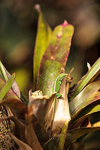 绿色Anole 科学上称为爬虫蜥蜴人蜥蜴疱疹变色龙图片