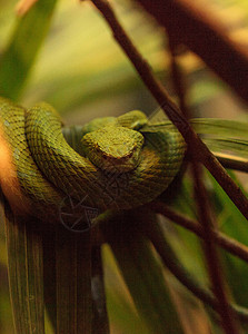 洛莱人棕榈坑毒蛇 称为波列奇人蝮蛇野生动物疱疹爬虫图片