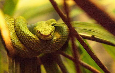 洛莱人棕榈坑毒蛇 称为波列奇人疱疹爬虫野生动物蝮蛇图片