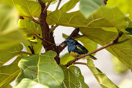 被称为Tangara 墨西哥的绿宝石探矿者野生动物动物鸟类图片