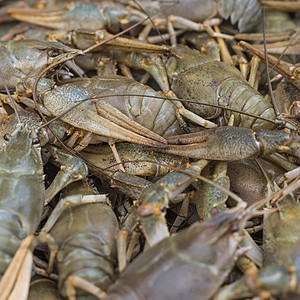 Crawfish 癌症 食用螃蟹甲壳龙虾午餐啤酒动物蓝色盘子食物小吃美食图片