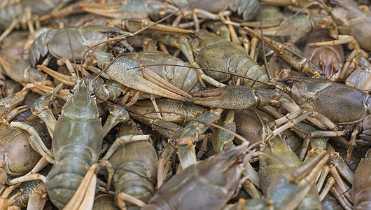 Crawfish 癌症 食用螃蟹盘子动物乡村贝类小龙虾食物甲壳木头蓝色小吃图片