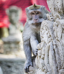 猴子圣猴森林 乌布 巴厘岛 印度尼西亚图片