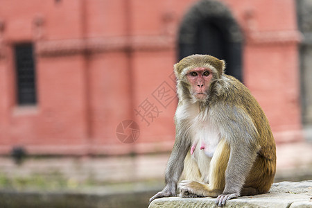 在加德满都寺的 青年猴子猿猴荒野飞跃蜜蜂猕猴混血儿童年边界寺庙动物图片