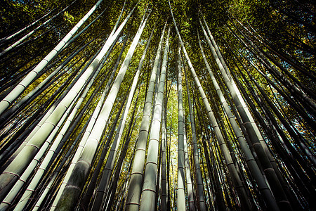 京都日本有竹林旅游的著名地标 阿赖山山山吸引力森林生态环境树林叶子生长花园游客小路图片