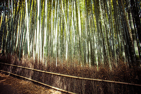 京都日本有竹林旅游的著名地标 阿赖山山山环境文化热带花园植物生长小路树林丛林游客图片