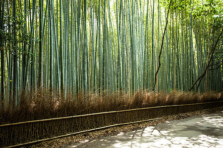 京都日本有竹林旅游的著名地标 阿赖山山山丛林文化环境植物传统游客木头吸引力生长树林图片