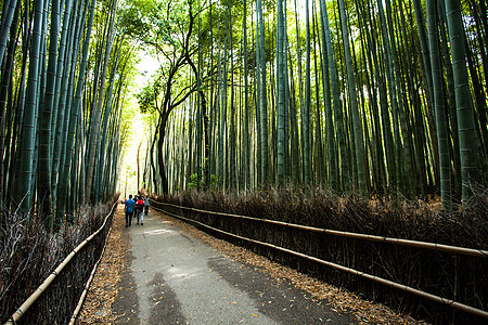 京都日本有竹林旅游的著名地标 阿赖山山山叶子木头花园传统小路植物生长吸引力热带文化图片