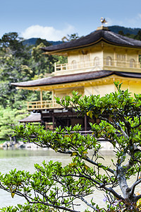 京都著名的金金馆日本旅游建筑学水池精神传统树木旅行木头森林休息图片