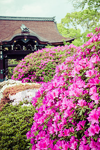 京都 花园和寺庙佛教徒季节池塘顶峰树木神社历史性叶子森林行人图片