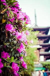 京都Toji寺塔塔历史性神道神社佛教徒纪念碑地标建筑学旅行景点文化图片