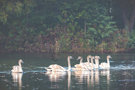 天鹅家庭秋天在湖上游泳的 清静景象环境野生动物公园翅膀父母脖子小鸡荒野波纹羽毛图片