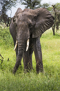 坦桑尼亚Tarangire国家公园的非洲大象旅游哺乳动物力量旅行动物荒野树干耳朵马拉环境图片