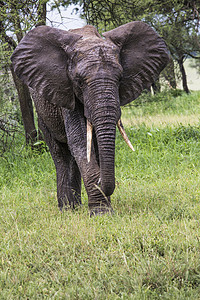 坦桑尼亚Tarangire国家公园的非洲大象衬套食草野生动物哺乳动物濒危游戏旅行荒野耳朵马拉图片