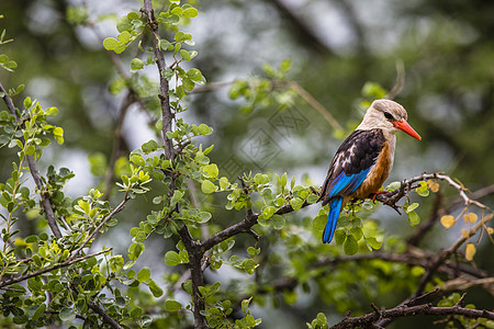 坦桑尼亚Manyara湖国家公园的伍德兰国王捕猎者栖息动物野生动物翠鸟红色蓝色羽毛动物群林地账单图片