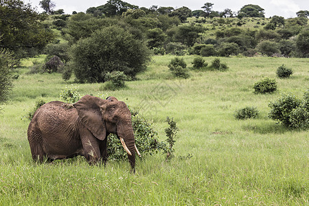 坦萨Tarangire国家公园巨型非洲大象公牛动物森林野生动物旅游环境力量荒野公园耳朵衬套图片