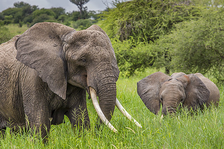母亲和非洲婴儿大象在塔里草原上行走哺乳动物衬套马赛公园濒危野生动物大草原荒野国家天空图片
