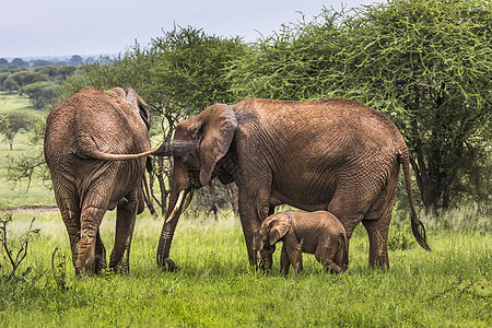 母亲和非洲婴儿大象在塔里草原上行走濒危荒野天空家庭厚皮动物公园旅行大草原衬套图片