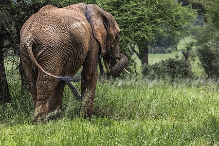 坦萨Tarangire国家公园巨型非洲大象公牛食草森林公园哺乳动物荒野游戏獠牙野生动物濒危力量图片