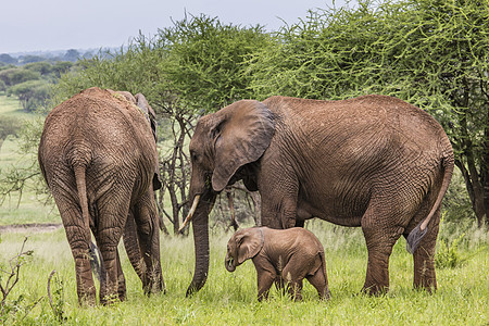 母亲和非洲婴儿大象在塔里草原上行走荒野小牛家庭动物濒危厚皮公园衬套哺乳动物天空图片